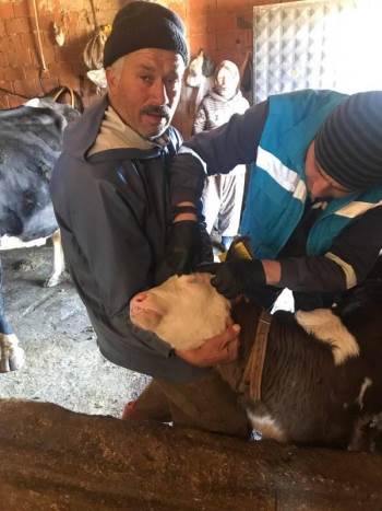 Şaphane’De ’’Şap Ve Brucella’’ Aşılama Kampanyası
