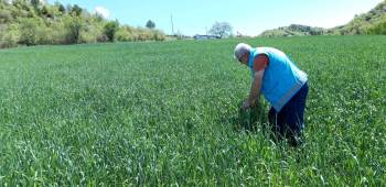 Şaphane’De Buğday Ekili Alanlarda Süne Zararlısı İle İlgili Saha İncelemeleri
