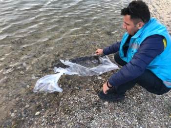 Şaphane’De İki Gölete Sazan Yavrusu Bırakıldı
