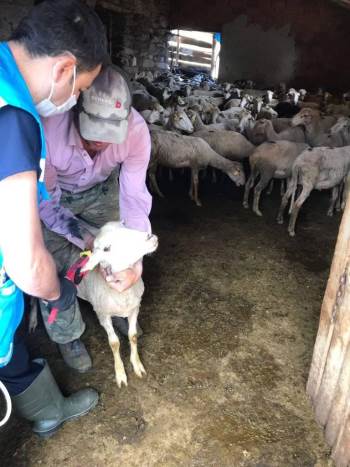 Şaphane’De Küçükbaş Hayvanlara Veba Aşısı
