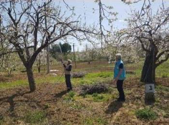 Şaphane’De Meyve Bahçelerinde İlaçlama Çalışmaları
