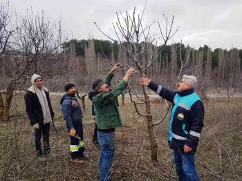Şaphane’De Meyve Üreticilerine Budama Teknikleri Eğitimi
