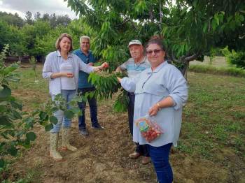 Şaphane’De Meyvelerde Numune Ve Denetim Çalışmaları
