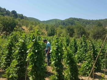 Şaphane’De Sebze Bahçelerinde Hastalık Ve Zararlı Kontrolleri
