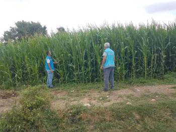 Şaphane’De Yem Bitkileri Saha Kontrolleri
