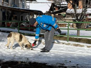 Şaphane İlçe Tarım Ve Orman Müdürlüğü Sokak Hayvanlarını Unutmadı

