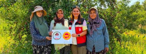 Şaphane vişnesi için coğrafi işaret tescil süreci devam ediyor