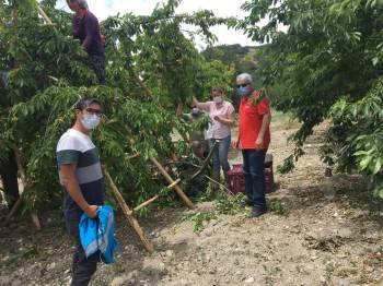 Şaphane Vişnesinde Hasat Öncesi Denetim
