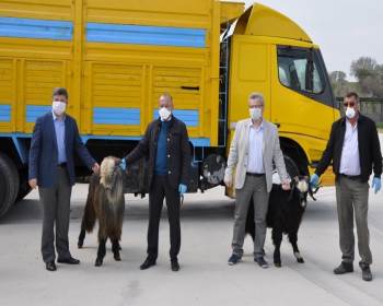 Şaphaneli Üreticilere Damızlık Teke
