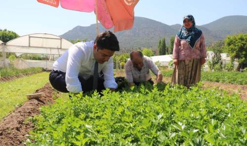 Sarıcakaya'dan İstanbul’a roka ihracatı: Kaymakam Orhan da tarlaya girdi