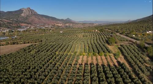 Sarıcakaya’dan sofranıza gelen sağlık: Asit oranıyla damak çatlatıyor!