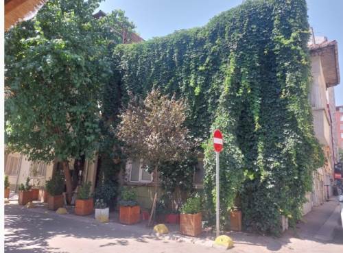 Sarmaşıklarla kaplanan ev doğanın içinde kayboldu