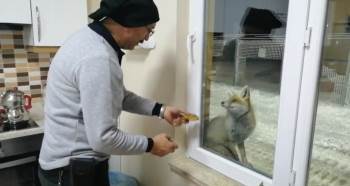 Şaşırtan dostluk! Elleriyle besliyor...