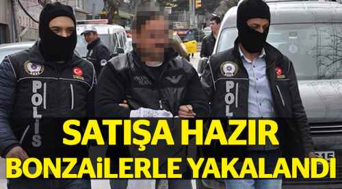 Satışa hazır bonzailerle yakalandı