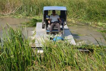 Sazlıklar Temizleniyor
