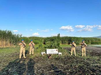 Sazlıkların Arasına Ekilen Binlerce Kök Keneviri Jandarma Dron İle Buldu
