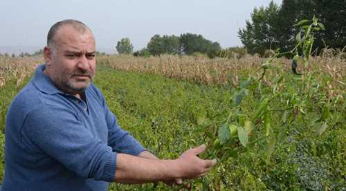 Sebzede hasat yılı sonu