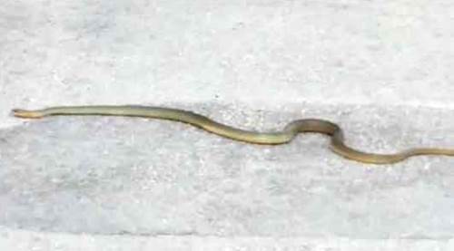 Şehir merkezinde 2 metrelik yılan!