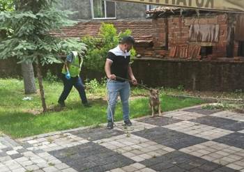 Şehre İnen Kurt Yakalanıp Tedavi Altına Alındı
