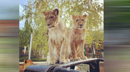 Selfie çektirmek için aslanın kafesine girince...