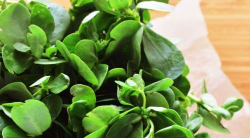 Semiz Otunda Pestisit Var Mıdır?