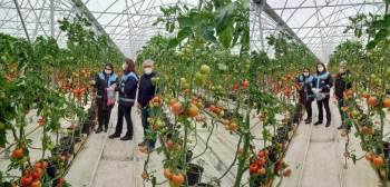 Sera Domateslerinden Numune Alımı
