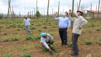 Şerbetçi Otunda İpleme Mesaisi Başladı

