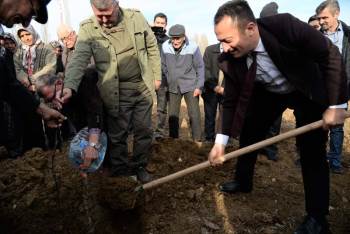 Sertifikalı Ceviz Fidanları Toprakla Buluştu
