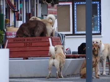 Sessiz Sokaklarda Köpek Egemenliği
