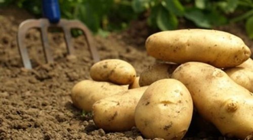 Sevindiren patates haberi