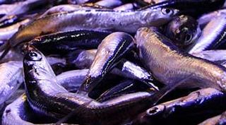 Sezon açıldı, hamsinin fiyatı...