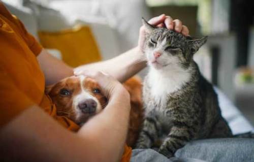 Sıcak havalarda evcil hayvanların sağlığı için bilinmesi gerekenler