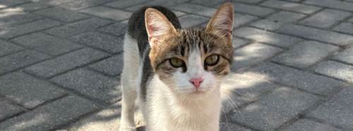 Sıcaklarda can dostları unutmayın