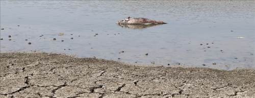 Sıcaklık ve kuraklık su kaynaklarını yok ediyor: Balık ölümleri artıyor