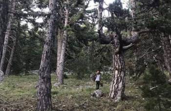 Şifa Kaynağı Kekik Otu Hasadı Akdağ Yaylalarında Başladı
