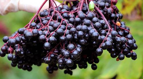 Şifa kaynağı süper meyve Eskişehir'in gözdesi oluyor!