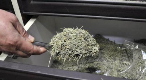 Şifa saçan bu bitkilerin öyle bir faydası var ki...