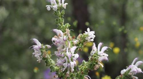 Siirt Adaçayı (Salvia Siirtica) Nedir, Nasıl Bir Bitkidir,  Siirt Adaçayını Koparmanın Cezası Ne Kadardır?