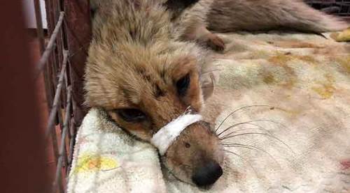 Silahla vurulan tilki kurtarılamadı