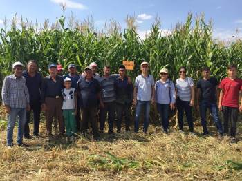 Simav’Da ’Silajlık Mısır’ Üreticinin Yüzünü Güldürüyor
