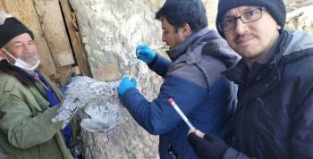 Simav’Da ’Tavuk Vebası’ Taraması
