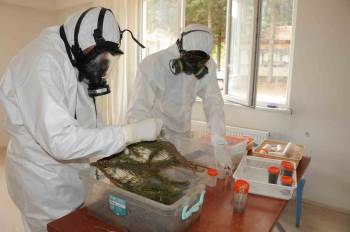 Simav’Da Çam Kese Böceği İle Biyolojik Mücadele
