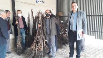 Simav’Da Çiftçilere 4 Bin 800 Adet Ceviz Fidanı Dağıtıldı
