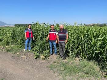 Simav’Da Ekimi Yapılan Yüzde 50 Hibe Destekli Sorgum Sudan Otu Kontrolleri
