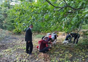 Simav’Da Kestane Hasadı
