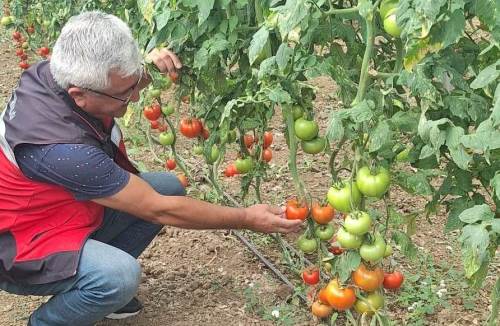 Simav Eynal Domatesi seralarında denetim yapıldı