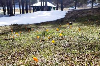 Simav Gölcük Yaylasında Kar Ve Çiğdemler Yan Yana
