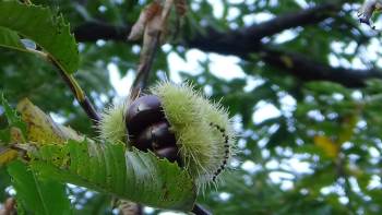 Simav Kestanesi İçin ’Coğrafi İşaret’ Başvurusu Yapıldı

