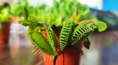 Sinek yiyen bitki kapışılıyor! Fiyatı ise...