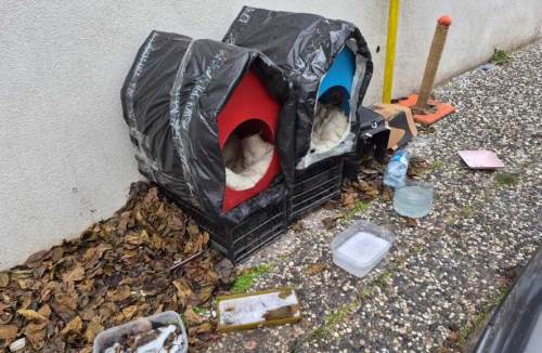 Şirintepe Mahallesi’nden sokak kedilerine sıcak yuvalar